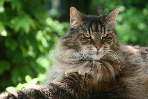 Quel type de nourriture humide est recommandé pour un chat Maine Coon souffrant d'insuffisance rénale?