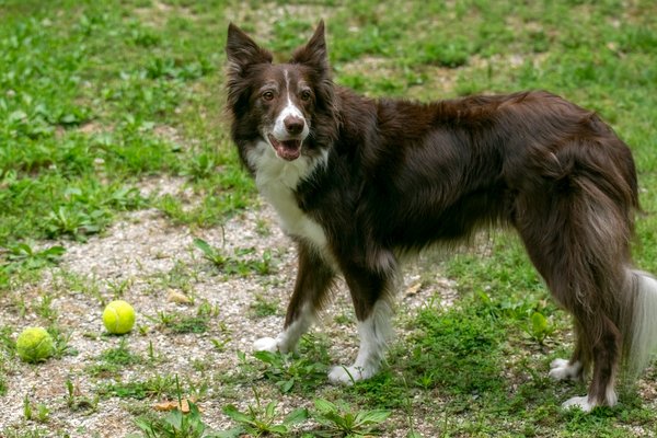 Quelles sont les étapes pour apprendre à un chien de race Border Collie à effectuer des tours complexes?