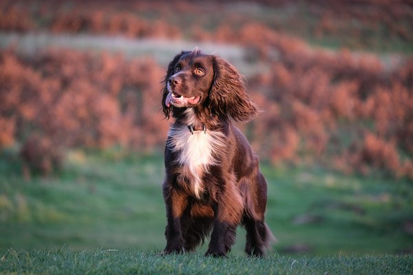 Quels sont les signes d'un problème de digestion chez un chien de race Cavalier King Charles Spaniel?